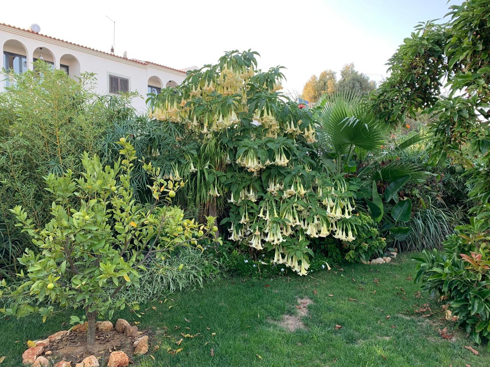 A Tranquil Garden Apartment, Carvoeiro - Benagil Carvoeiro (Lagoa) Exterior foto