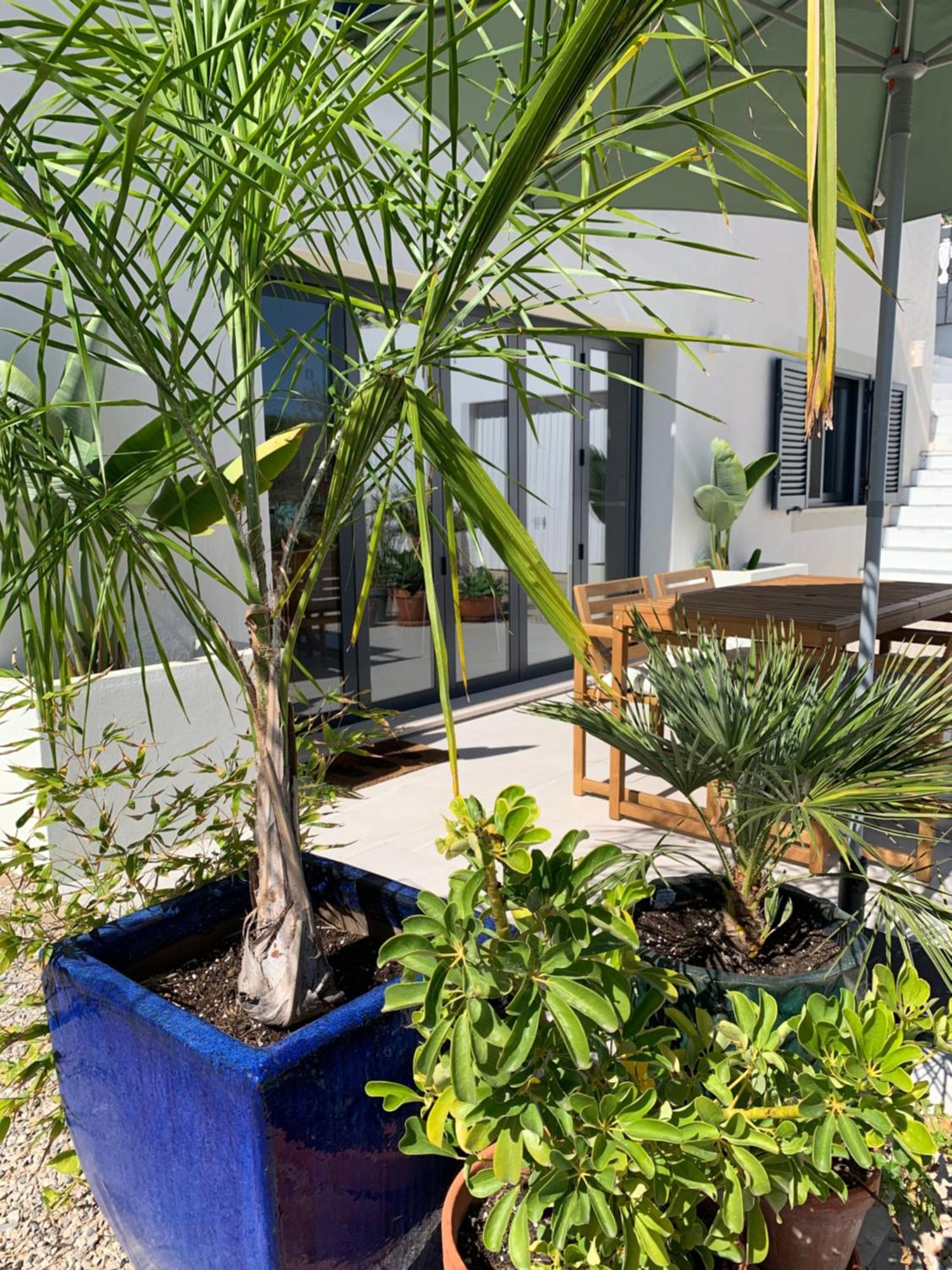 A Tranquil Garden Apartment, Carvoeiro - Benagil Carvoeiro (Lagoa) Exterior foto